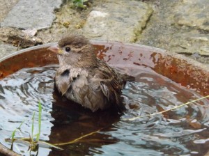 bird bath