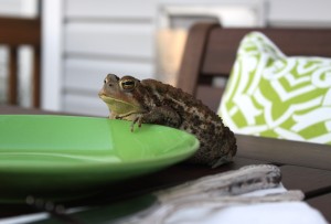 frog plate