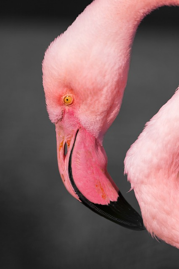 flamingo-165002_640