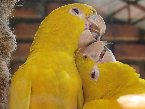 yellow-birds-615512_640